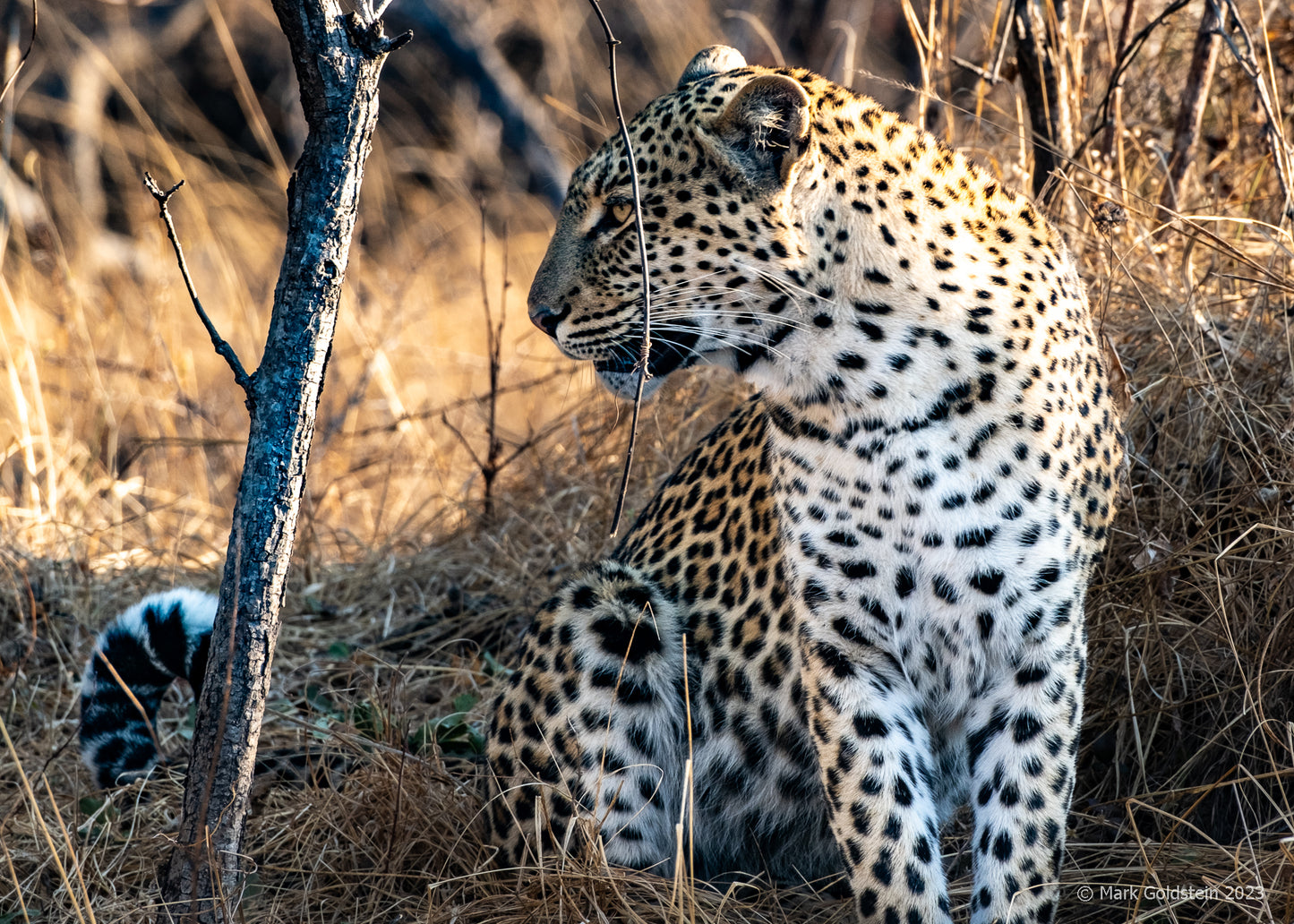 Leopard 3c watching its prey taken by large male lion. Looking back.