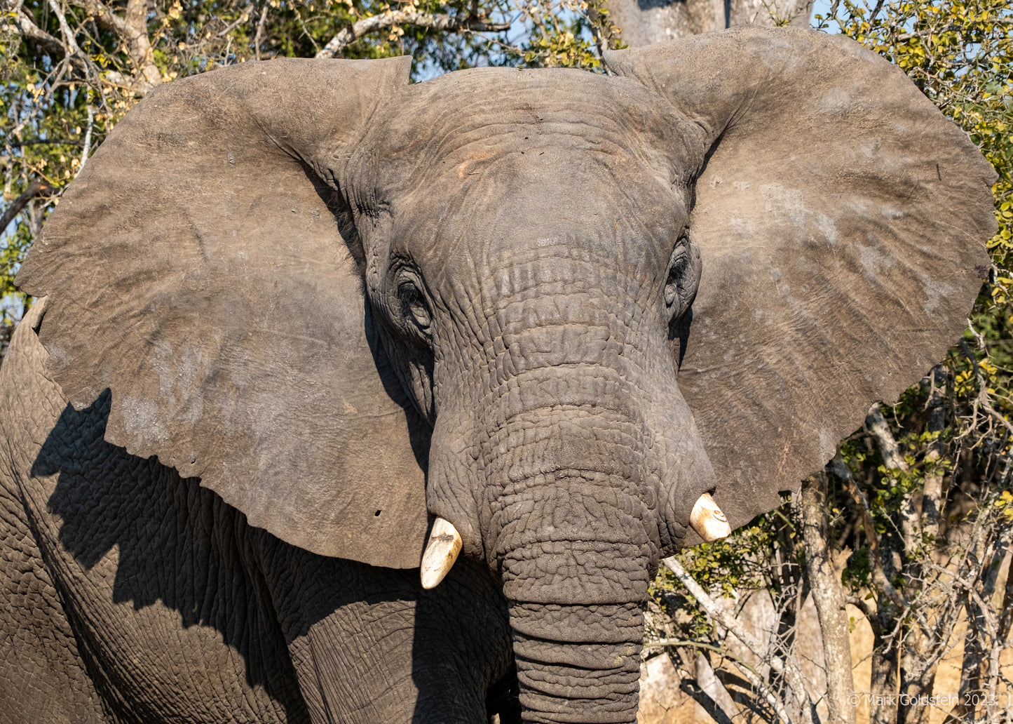 Elephant Portrait - Big Ears