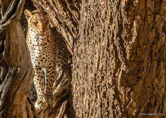 Wild Leopard In Remote African Bush