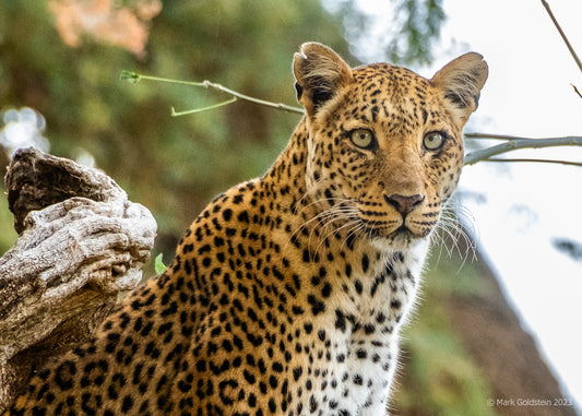 Leopard Portrait In Tree Zambia