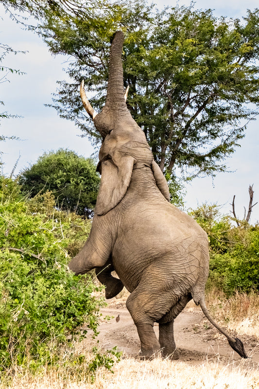 Elephant Reaches for Best Leaves