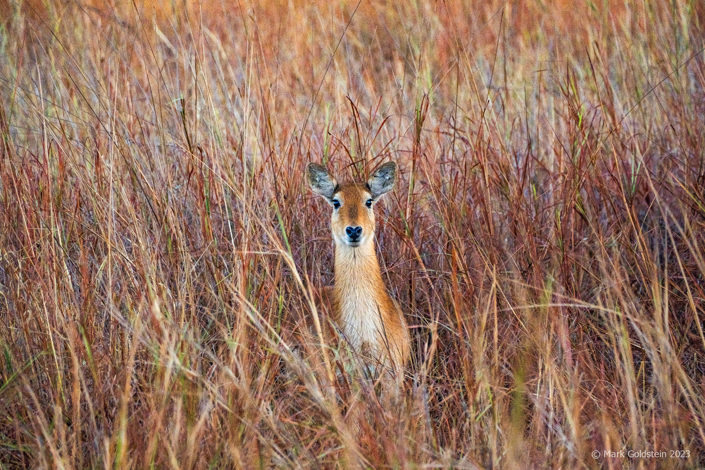 A Puku in Tall Grass at Sunrise