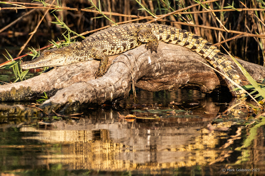 Zambezi River - Nile Crocodile Glistens in Afternoon Sun