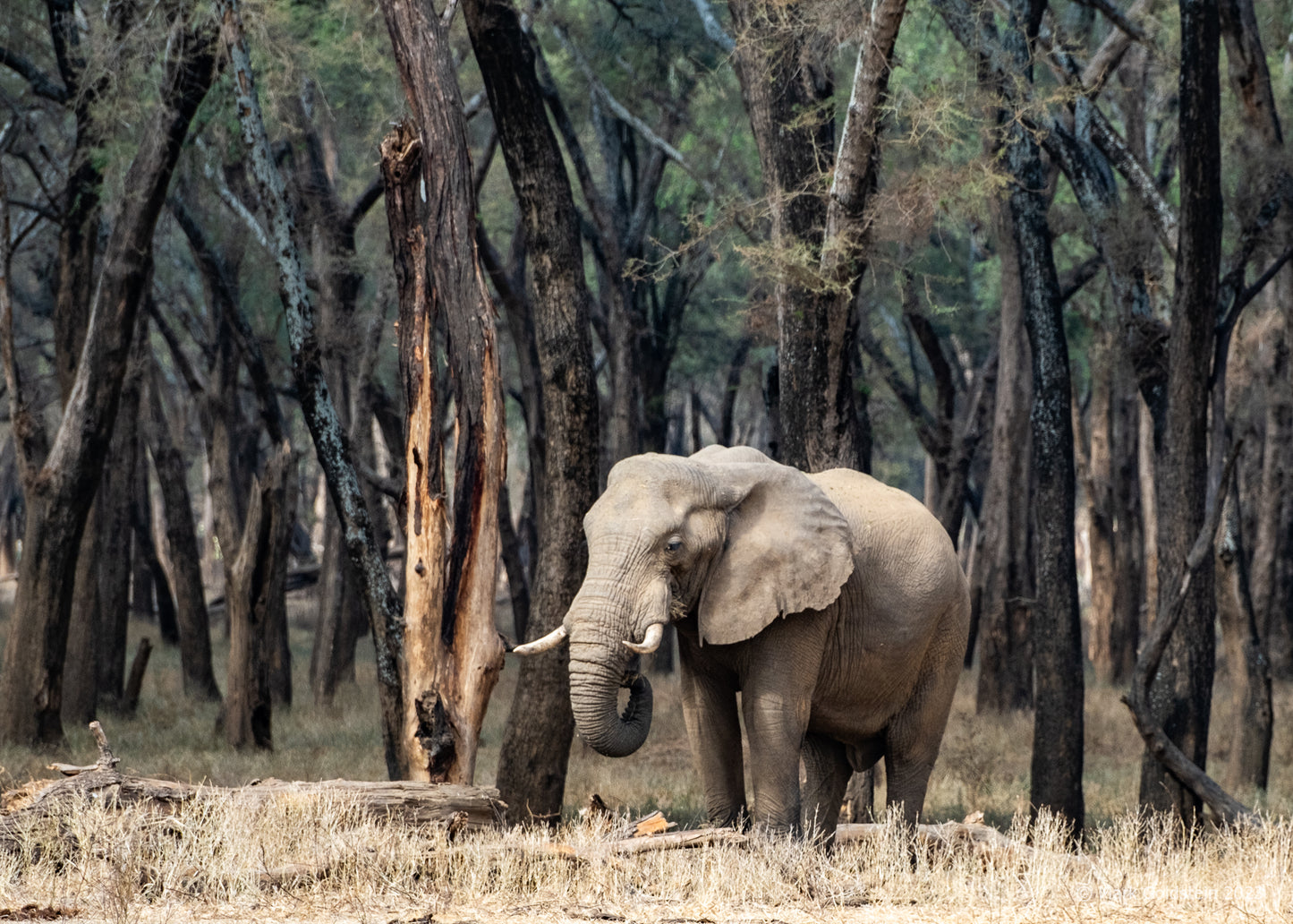 Elephant in the Distance Enjoying Some Solitude