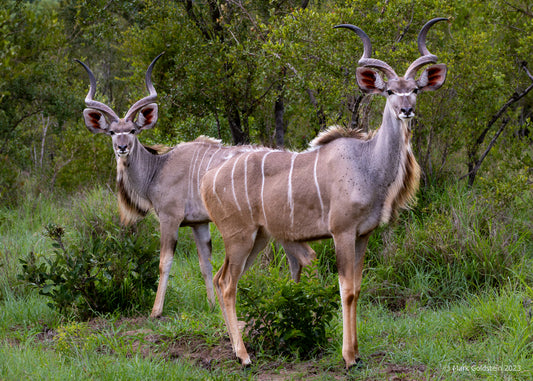 Kudu