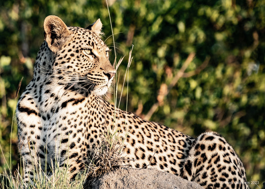 Leopard in Sabi Sabi