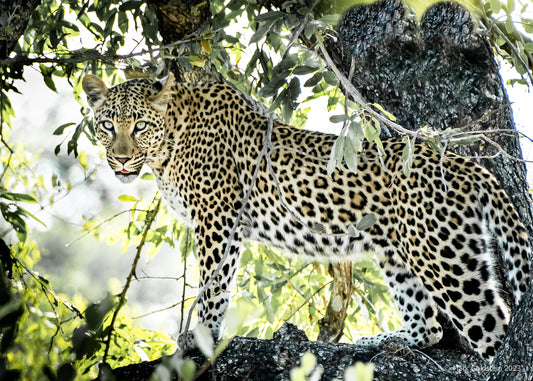 Leopard Looking Down at Me in Kruger National Park