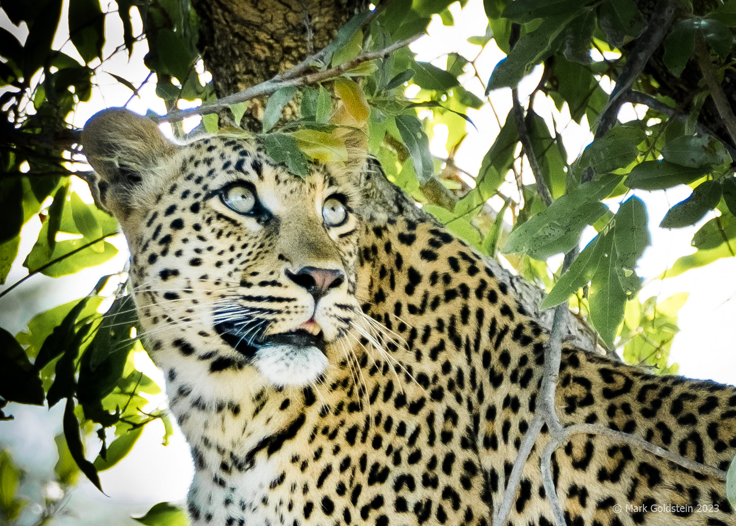 Leopard Looking Up Kruger National Park