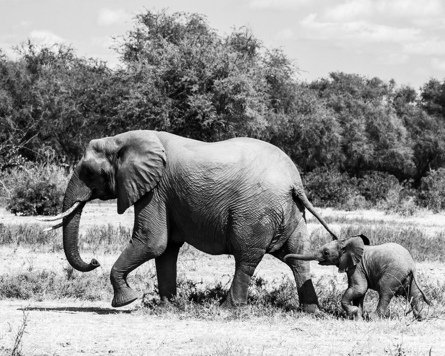 Elephant and Baby