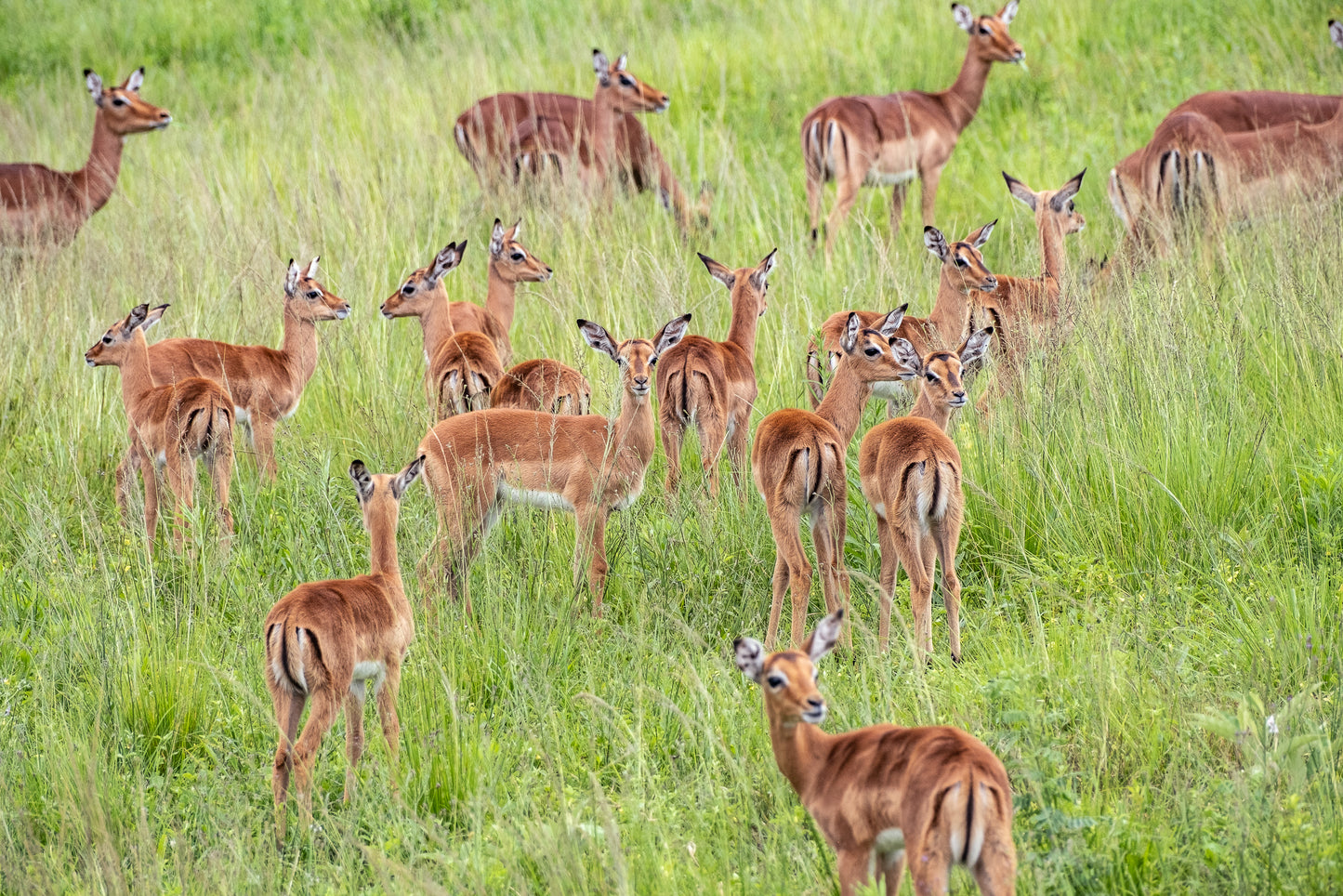 A herd of impala girls hangin out