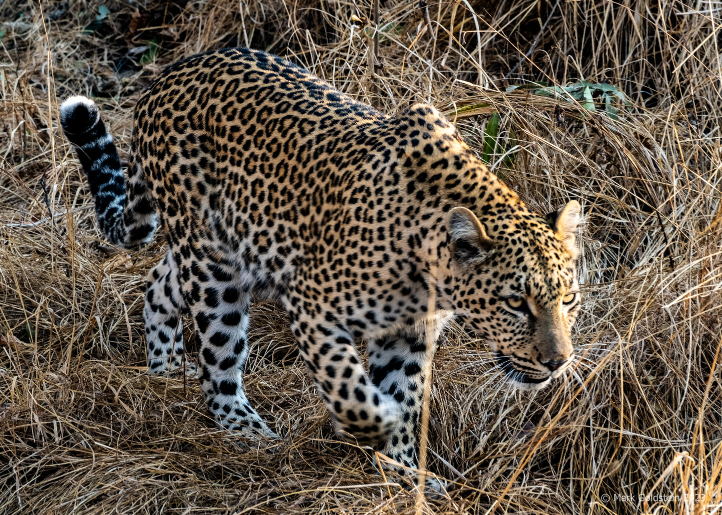 Leopard 2 watching its prey taken by large male lion