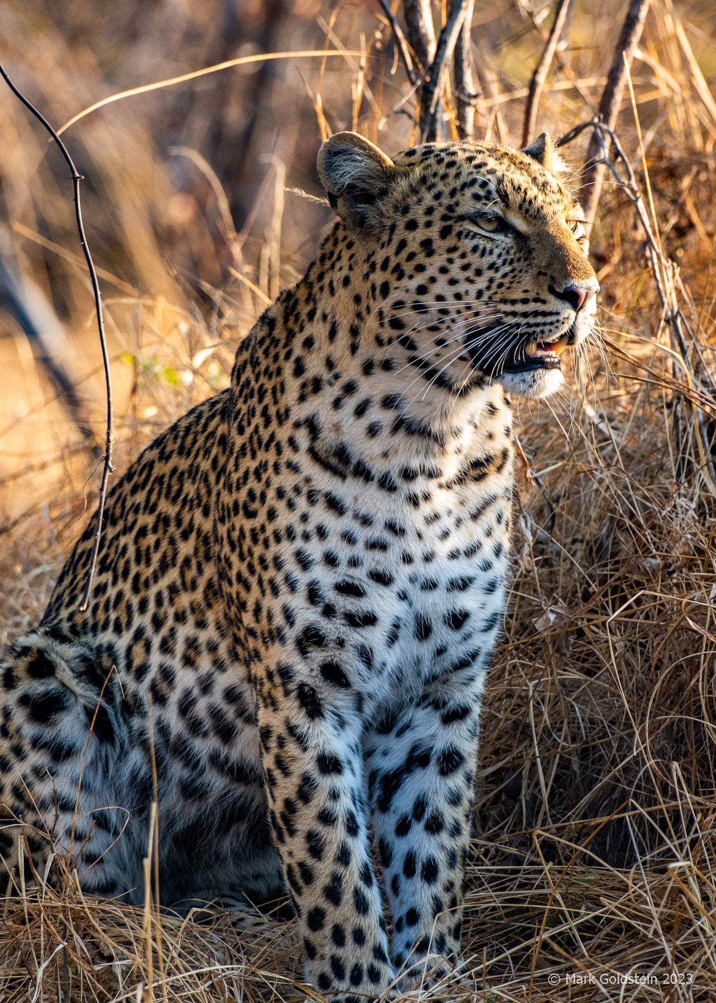 Leopard 3 watching its prey taken by large male lion