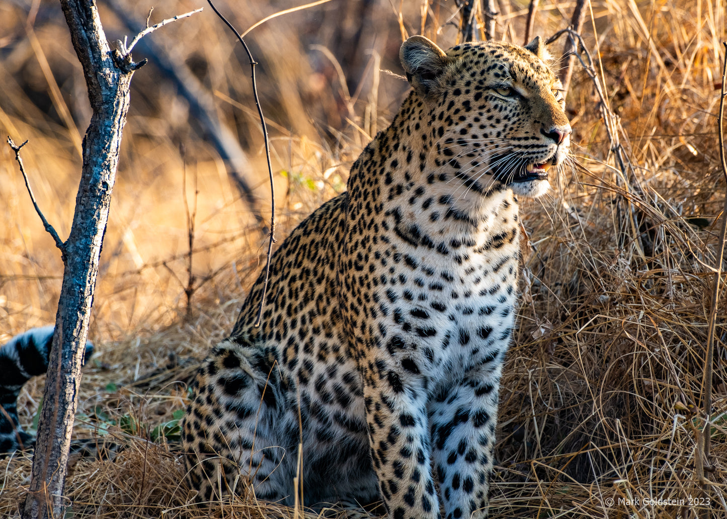 Leopard 3a watching its prey taken by large male lion