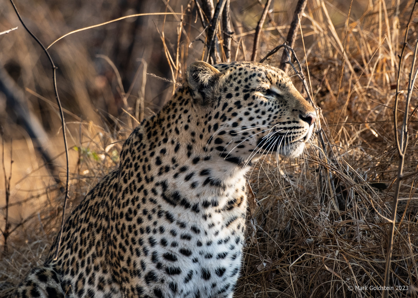 Leopard 4 watching its prey taken by large male lion.