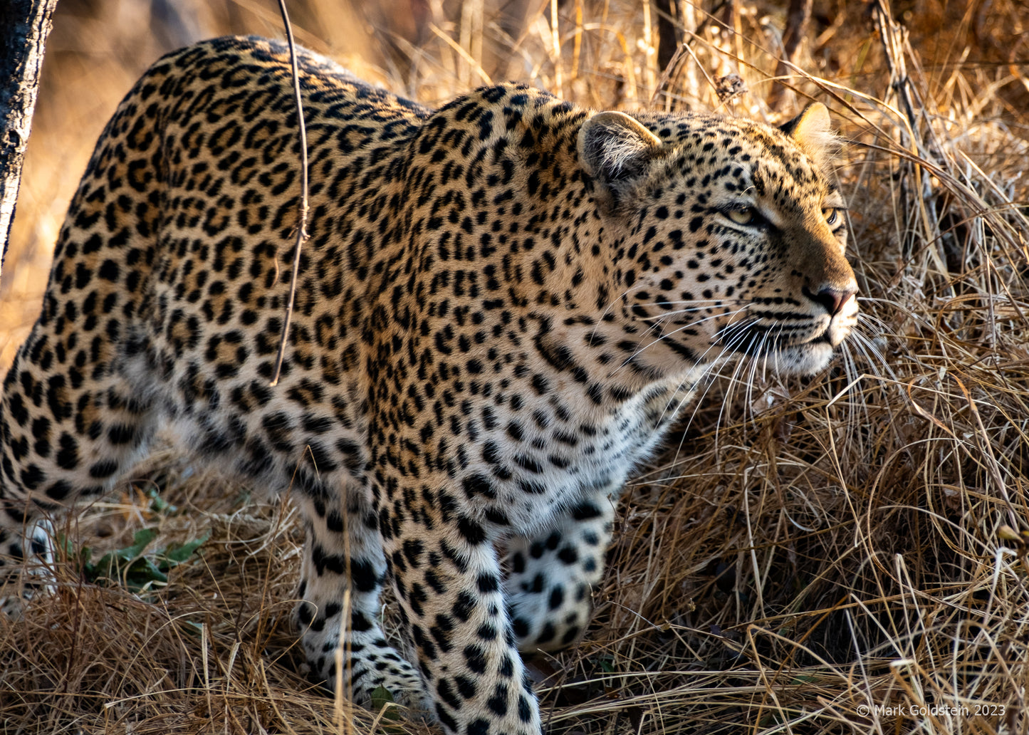 Leopard 5 watching its prey taken by large male lion.