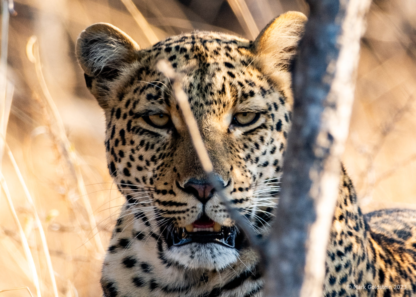 Leopard 7 watching its prey taken by large male lion.