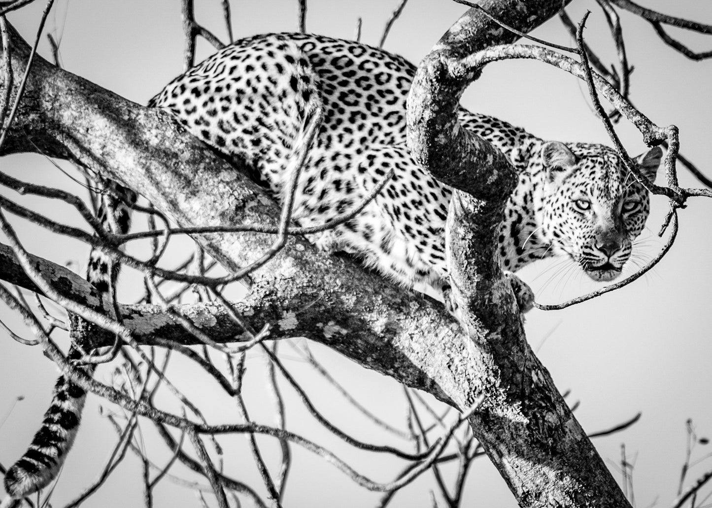 Leopard B&W