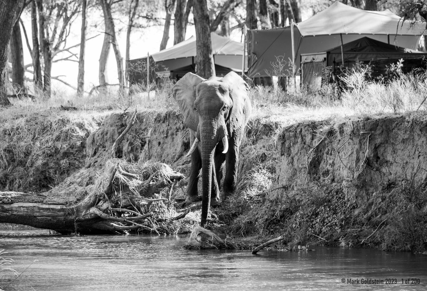 Elephant Visit to Campsite