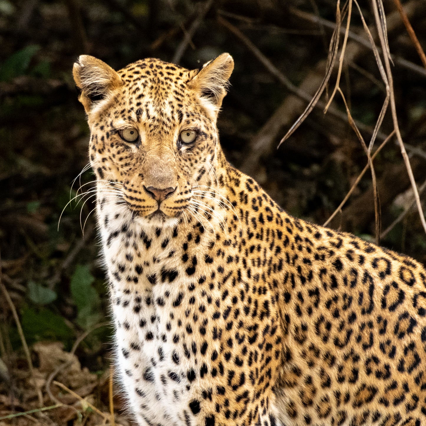 Leopard on the ground from tree