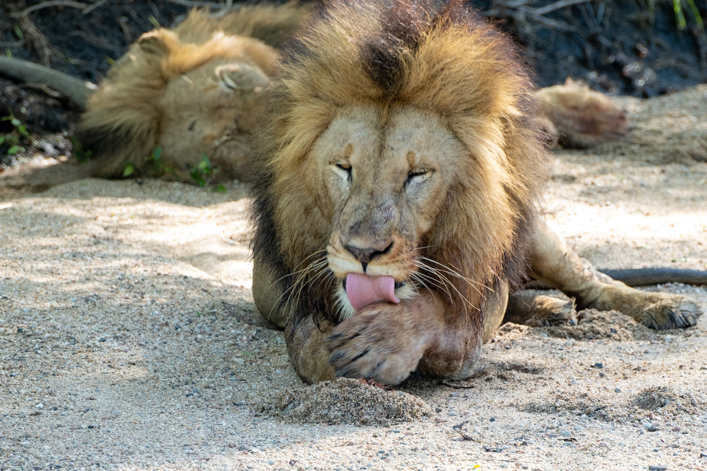 Lion grooming himself