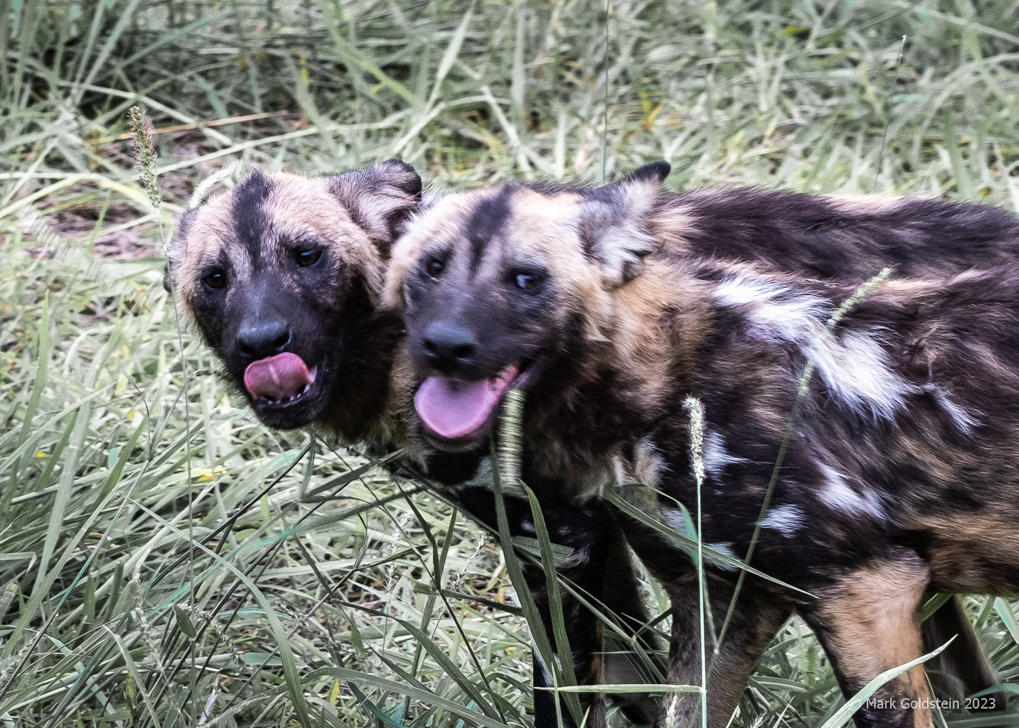 Painted Wild Dogs (or Wolves) in a playful pose.